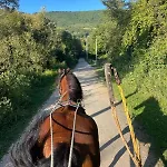 Ranch Jajce فيلة